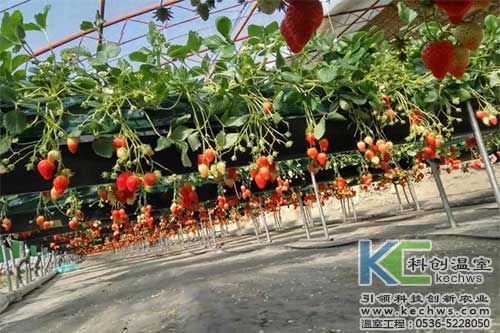 無土栽培，無土栽培技術(shù)，無土栽培設備