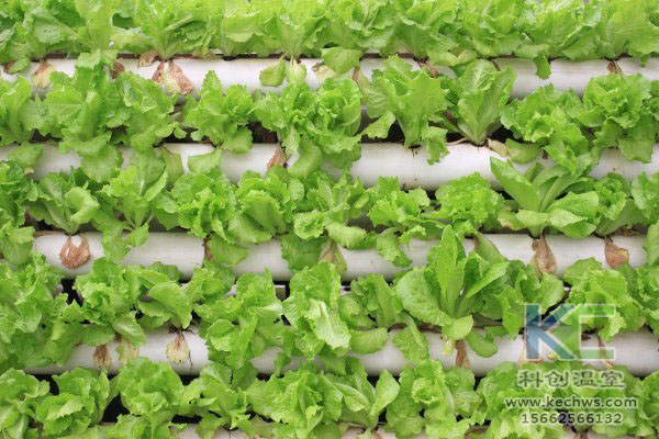 無土栽培,無土栽培技術,無土栽培設備