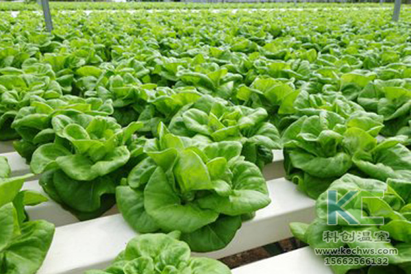 無土栽培，無土栽培技術，無土栽培設備