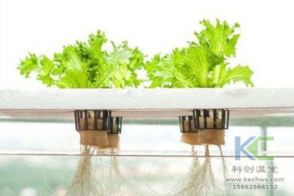 無土栽培，無土栽培技術，溫室大棚，無土栽培蔬菜