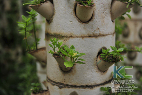 無土栽培，無土栽培技術，無土栽培設備