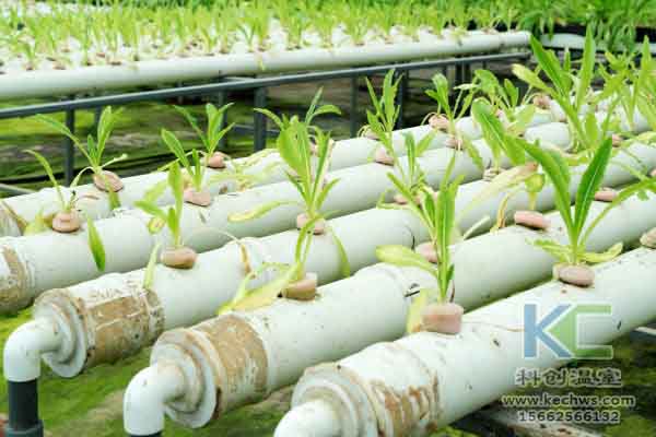 無土栽培技術，蔬菜大棚建設，溫室大棚，無土栽培