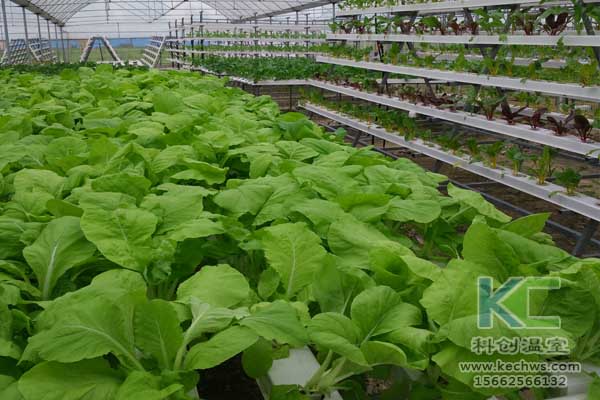 無土栽培技術(shù),無土栽培設(shè)備,魚菜共生,溫室大棚