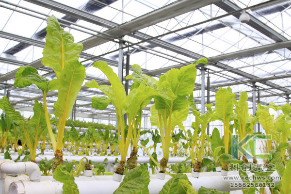 無土栽培，無土栽培技術，無土栽培設備