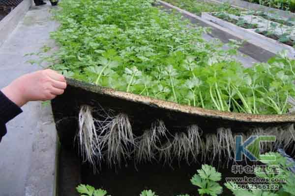 無土栽培技術(shù)，溫室大棚造價，無土栽培，溫室大棚