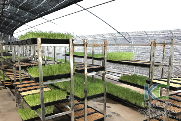 無(wú)土栽培技術(shù),基質(zhì)栽培,水培,溫室大棚