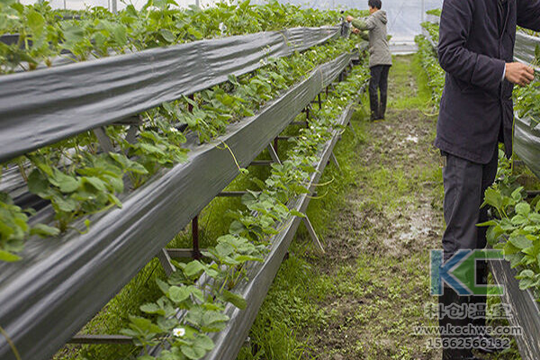 無土栽培技術，無土栽培設備，無土栽培，溫室大棚