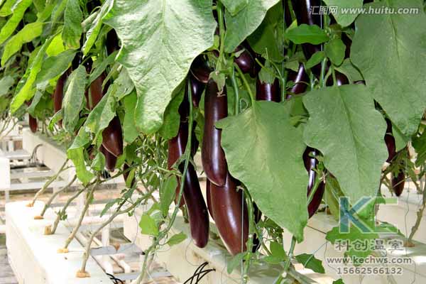 無土栽培技術(shù)，無土栽培設(shè)備，無土栽培，溫室大棚