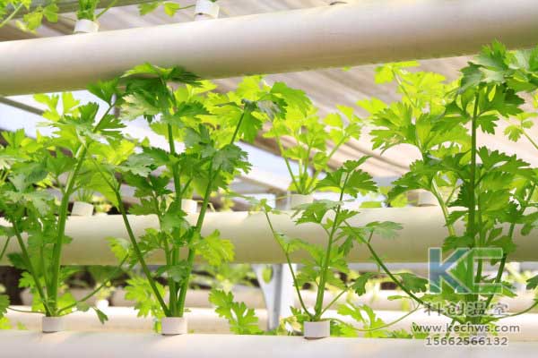 無土栽培,無土栽培技術,無土栽培設備
