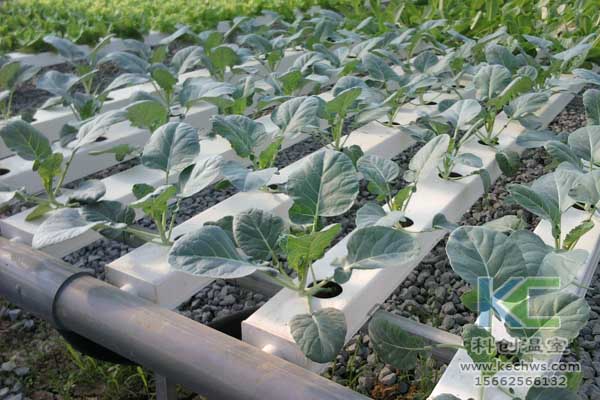 無土栽培技術(shù),無土栽培設(shè)備,魚菜共生,溫室大棚