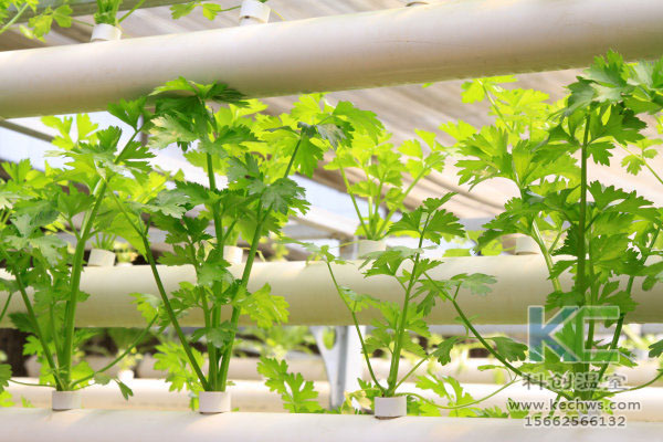 無(wú)土栽培技術(shù)，無(wú)土栽培設(shè)備，無(wú)土栽培，溫室大棚