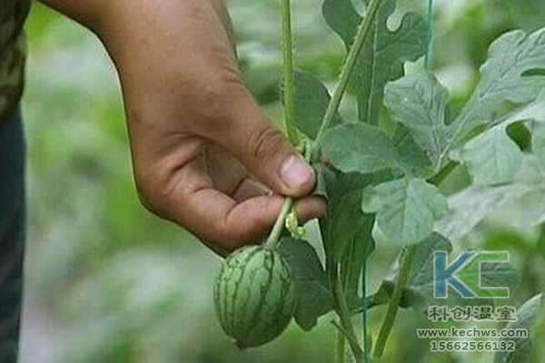 無土栽培技術,無土栽培設備,無土栽培,溫室大棚