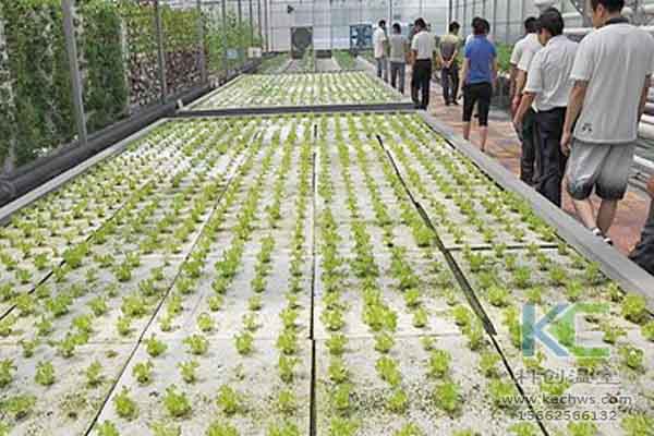 無(wú)土栽培技術(shù),無(wú)土栽培設(shè)備,無(wú)土栽培,溫室大棚