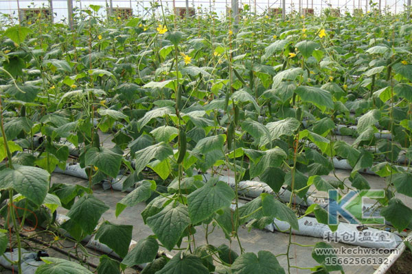 無土栽培，無土栽培技術(shù)，無土栽培設(shè)備