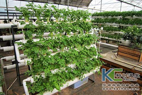 無土栽培,無土栽培技術,發(fā)展