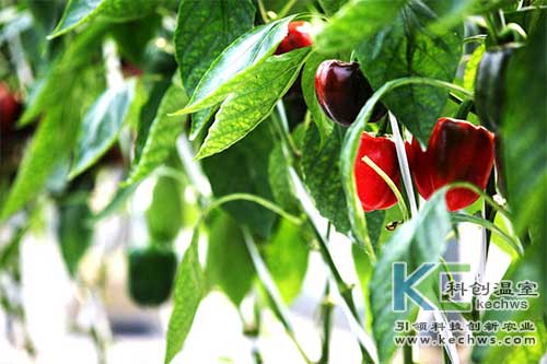 無土栽培,無土栽培技術(shù),甜椒