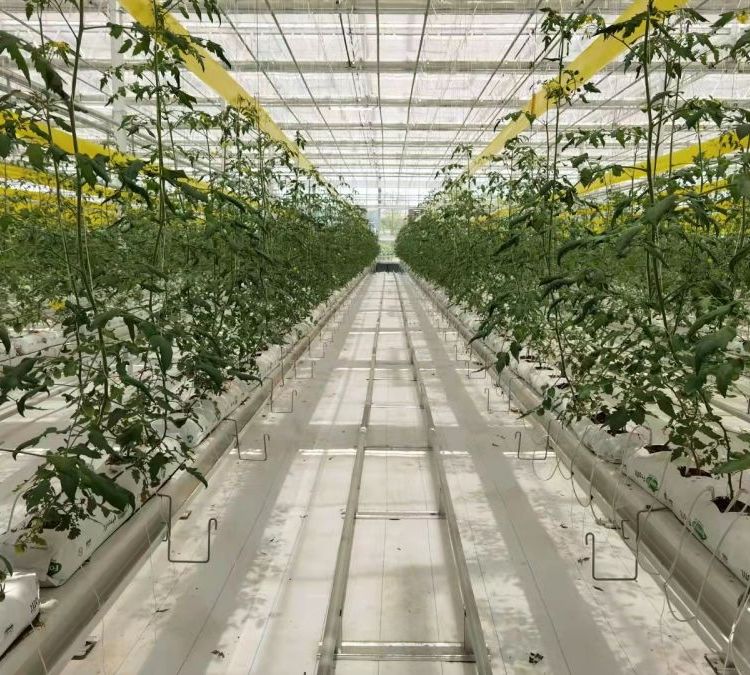 無(wú)土栽培，無(wú)土栽培技術(shù)，無(wú)土栽培設(shè)備