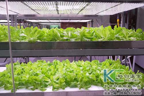 無土栽培，無土栽培技術(shù)，無土栽培設(shè)備