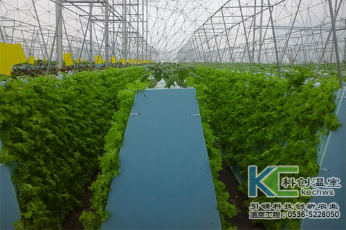 無土栽培，無土栽培技術(shù)，無土栽培設(shè)備