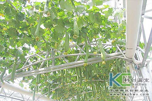 無土栽培，無土栽培技術，無土栽培設備