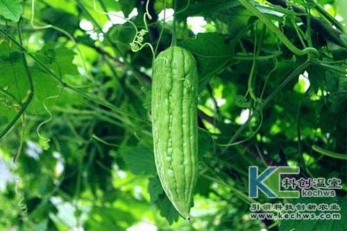 無土栽培，無土栽培技術，無土栽培設備