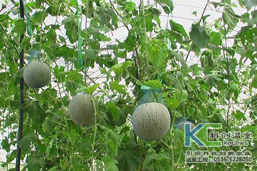 無土栽培，無土栽培技術(shù)，無土栽培設(shè)備