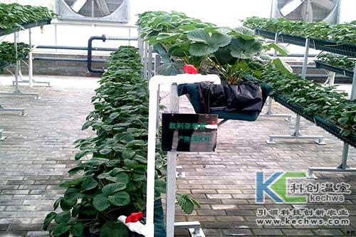 無土栽培，無土栽培技術(shù)，無土栽培設(shè)備