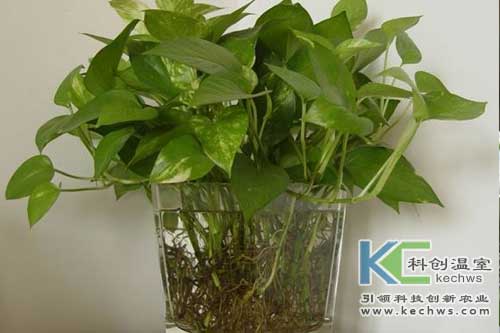 無土栽培，無土栽培技術，無土栽培設備