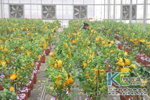 無土栽培，無土栽培技術，無土栽培設備