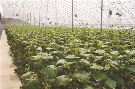 無土栽培，無土栽培技術，無土栽培設備