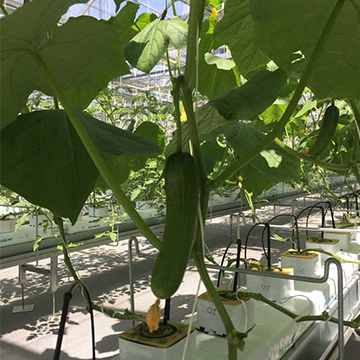 無(wú)土栽培,無(wú)土栽培技術(shù),無(wú)土栽培設(shè)備