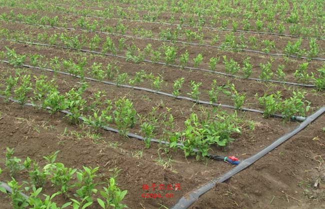 無土栽培，無土栽培技術，無土栽培設備