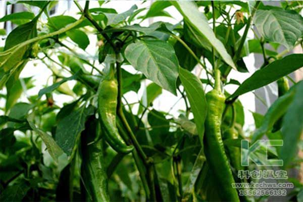 無土栽培，無土栽培技術(shù)，無土栽培設(shè)備