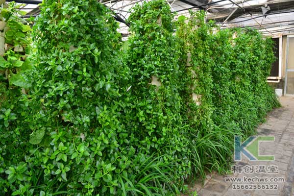 無土栽培,無土栽培技術(shù),無土栽培設(shè)備