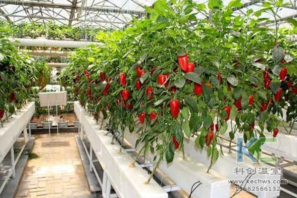 無(wú)土栽培,無(wú)土栽培技術(shù),無(wú)土栽培設(shè)備