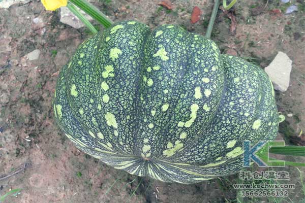 無土栽培，無土栽培技術(shù)，無土栽培設(shè)備