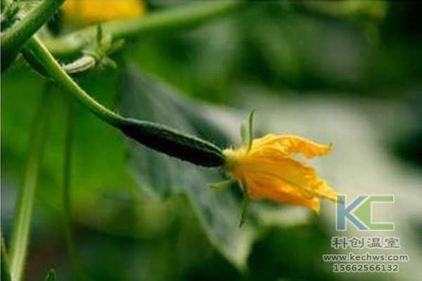 無土栽培，無土栽培技術，無土栽培設備