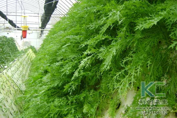 無土栽培，無土栽培技術(shù)，無土栽培設(shè)備