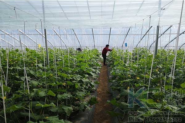 無土栽培，無土栽培技術(shù)，無土栽培設備