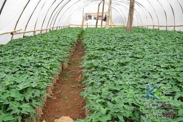 無土栽培,無土栽培技術(shù),無土栽培設(shè)備