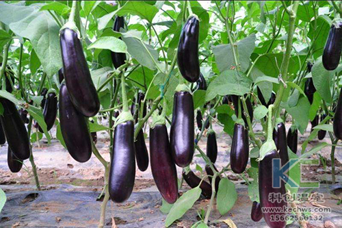 無(wú)土栽培，無(wú)土栽培技術(shù)，無(wú)土栽培設(shè)備