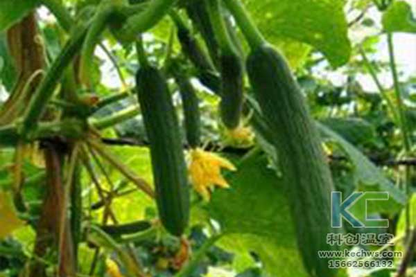 無土栽培，無土栽培技術，無土栽培設備