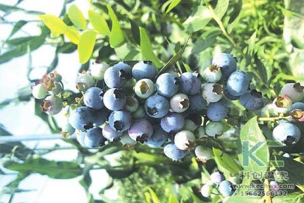 無土栽培，無土栽培技術(shù)，無土栽培設(shè)備