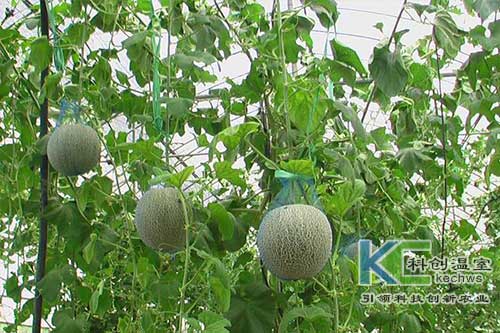 無(wú)土栽培，無(wú)土栽培技術(shù)，無(wú)土栽培設(shè)備