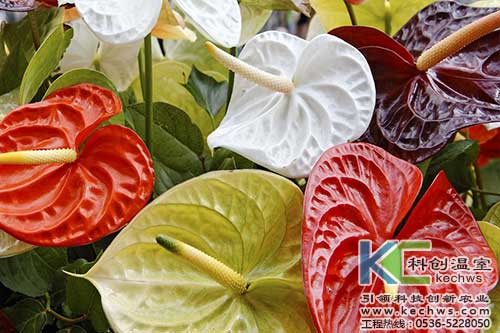 無土栽培，無土栽培技術(shù)，無土栽培設(shè)備