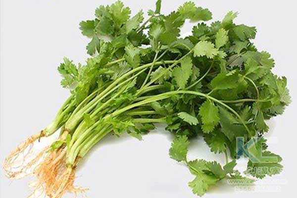 無(wú)土栽培，無(wú)土栽培技術(shù)