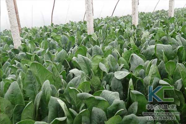 無土栽培，無土栽培技術(shù)