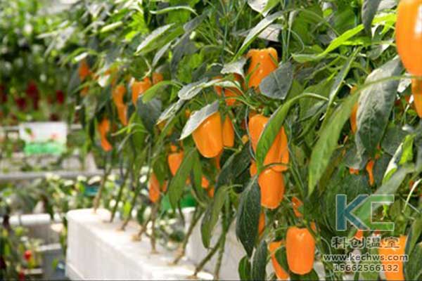 無土栽培，無土栽培技術