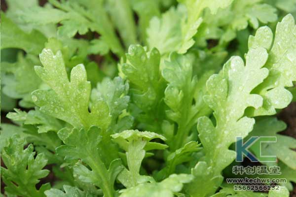 無(wú)土栽培，無(wú)土栽培技術(shù)