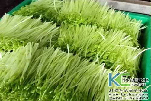 無土栽培，無土栽培技術，無土栽培設備